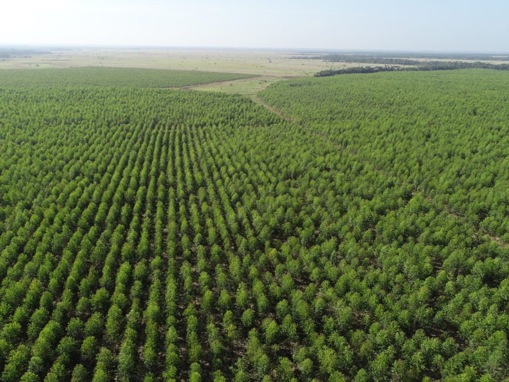 Colombian Timber IV ene 2020 Llano lindo